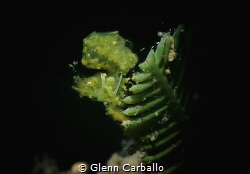 Green Hairy Shrimps by Glenn Carballo 